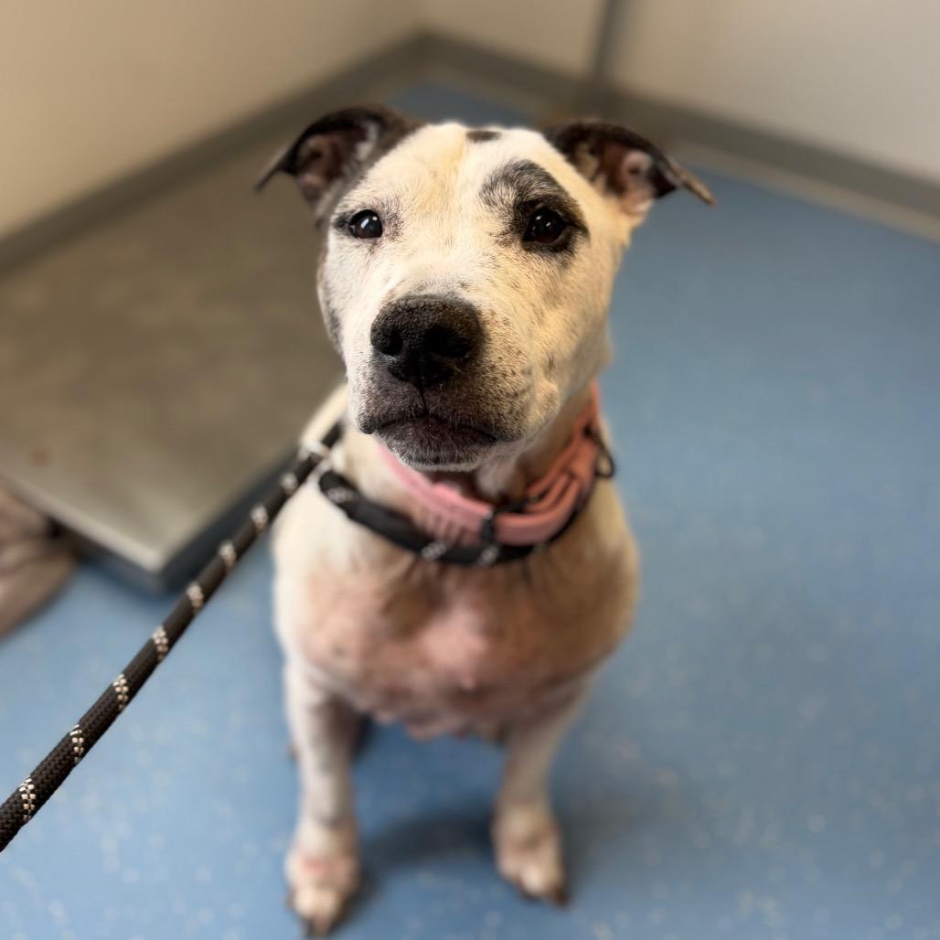 Enlarge Rowdy Mae, a Adoptable Pit Bull Terrier in Watertown, NY image 2/6