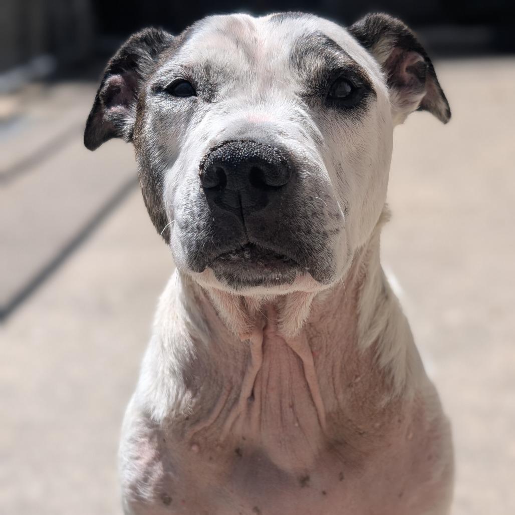 Enlarge Rowdy Mae, a Adoptable Pit Bull Terrier in Watertown, NY image 3/6