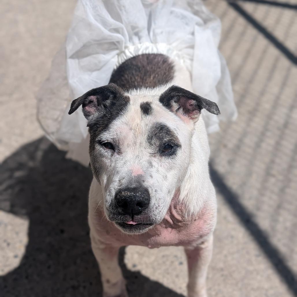 Enlarge Rowdy Mae, a Adoptable Pit Bull Terrier in Watertown, NY image 4/6