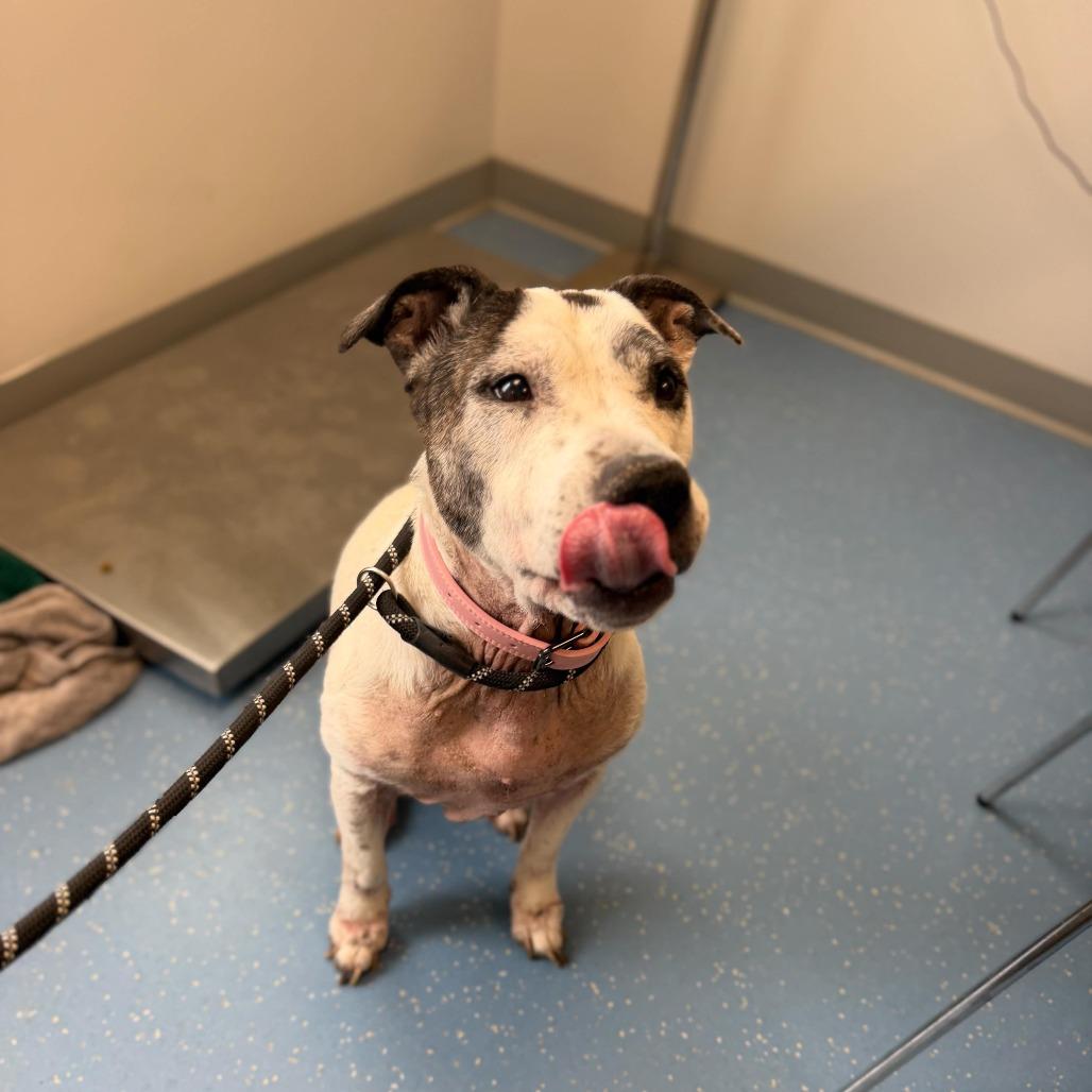 Enlarge Rowdy Mae, a Adoptable Pit Bull Terrier in Watertown, NY image 5/6