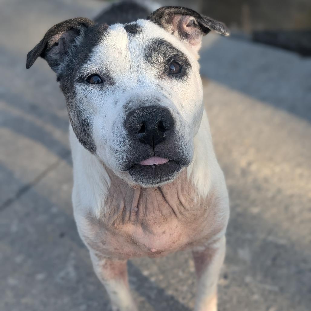 Enlarge Rowdy Mae, a Adoptable Pit Bull Terrier in Watertown, NY image 6/6