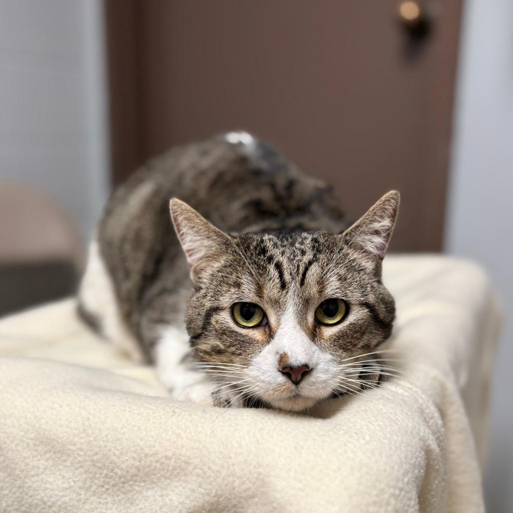 Laurant--In Foster, Adoptable, Adult Male Domestic Short Hair.