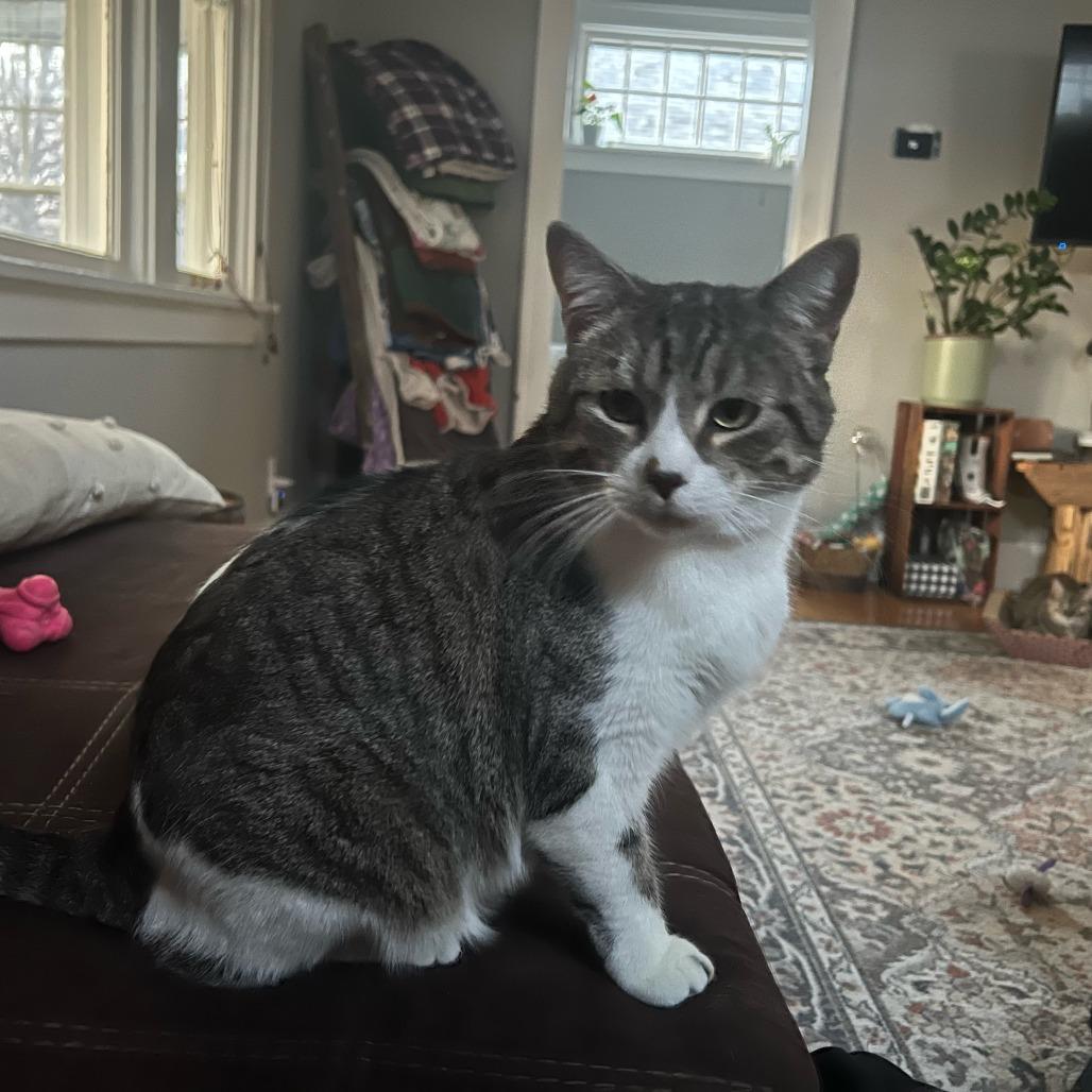 Enlarge Laurant--In Foster, a Adoptable Domestic Short Hair in Fargo, ND image 2/3