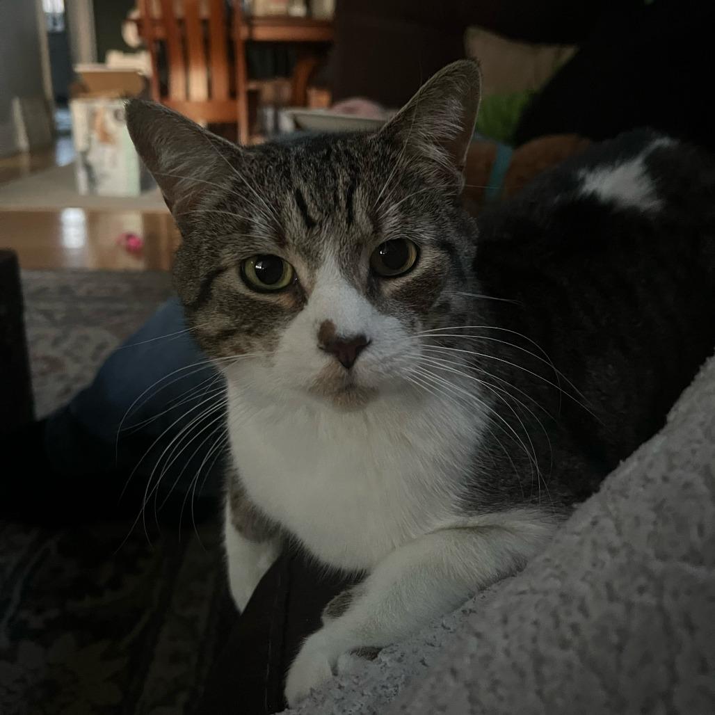 Enlarge Laurant--In Foster, a Adoptable Domestic Short Hair in Fargo, ND image 3/3