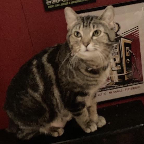 Roxanne, Adoptable, Adult Female Domestic Short Hair.