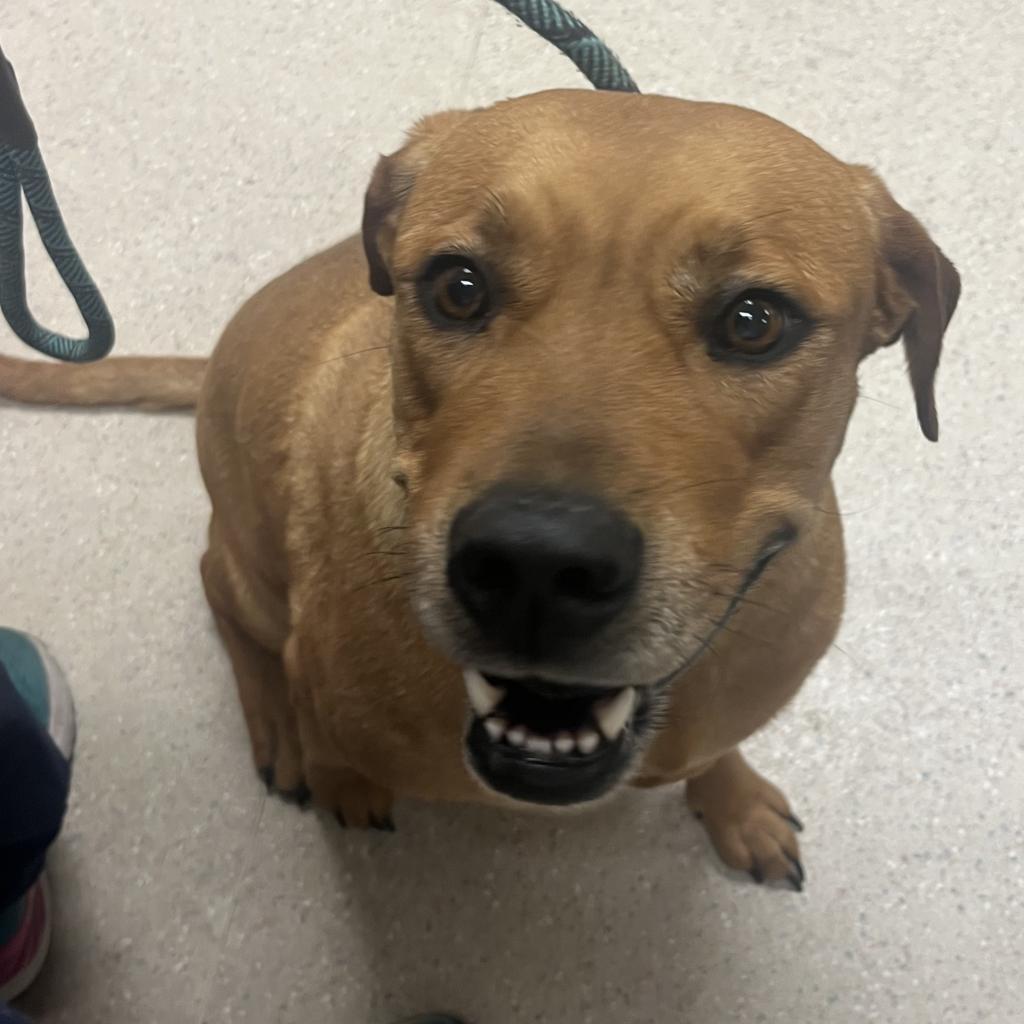 Octavia — thumbnail 4