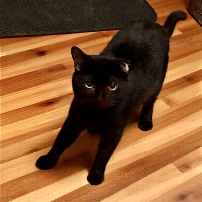 Enlarge Optimus, an adoptable Domestic Short Hair in Greensburg, PA image 2/3