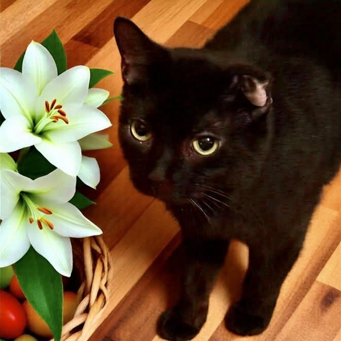 Optimus, adoptable, Adult Male Domestic Short Hair.