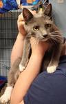 Enlarge frolic, a Adoptable Domestic Short Hair in Heathsville, VA image 1/1