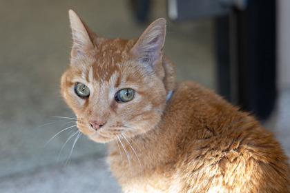 Twister, Adoptable, Senior Male Domestic Short Hair & Domestic Short Hair.