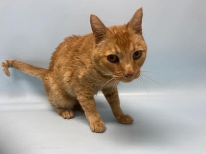 Enlarge Twister, a Adoptable mixed breed in Golden Valley, MN image 2/3