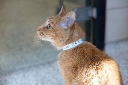 Enlarge Twister, a Adoptable mixed breed in Golden Valley, MN image 3/3