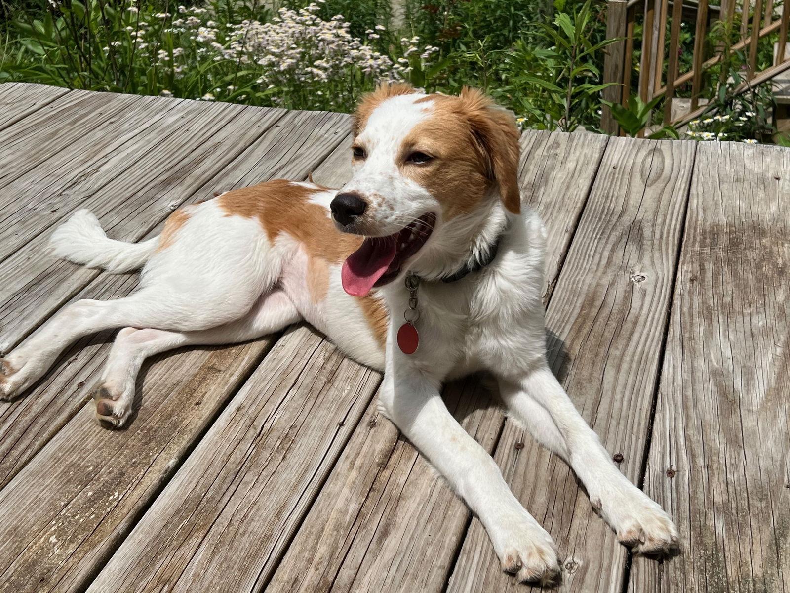 Honey, Adopted, Young Female Australian Shepherd & Great Pyrenees.