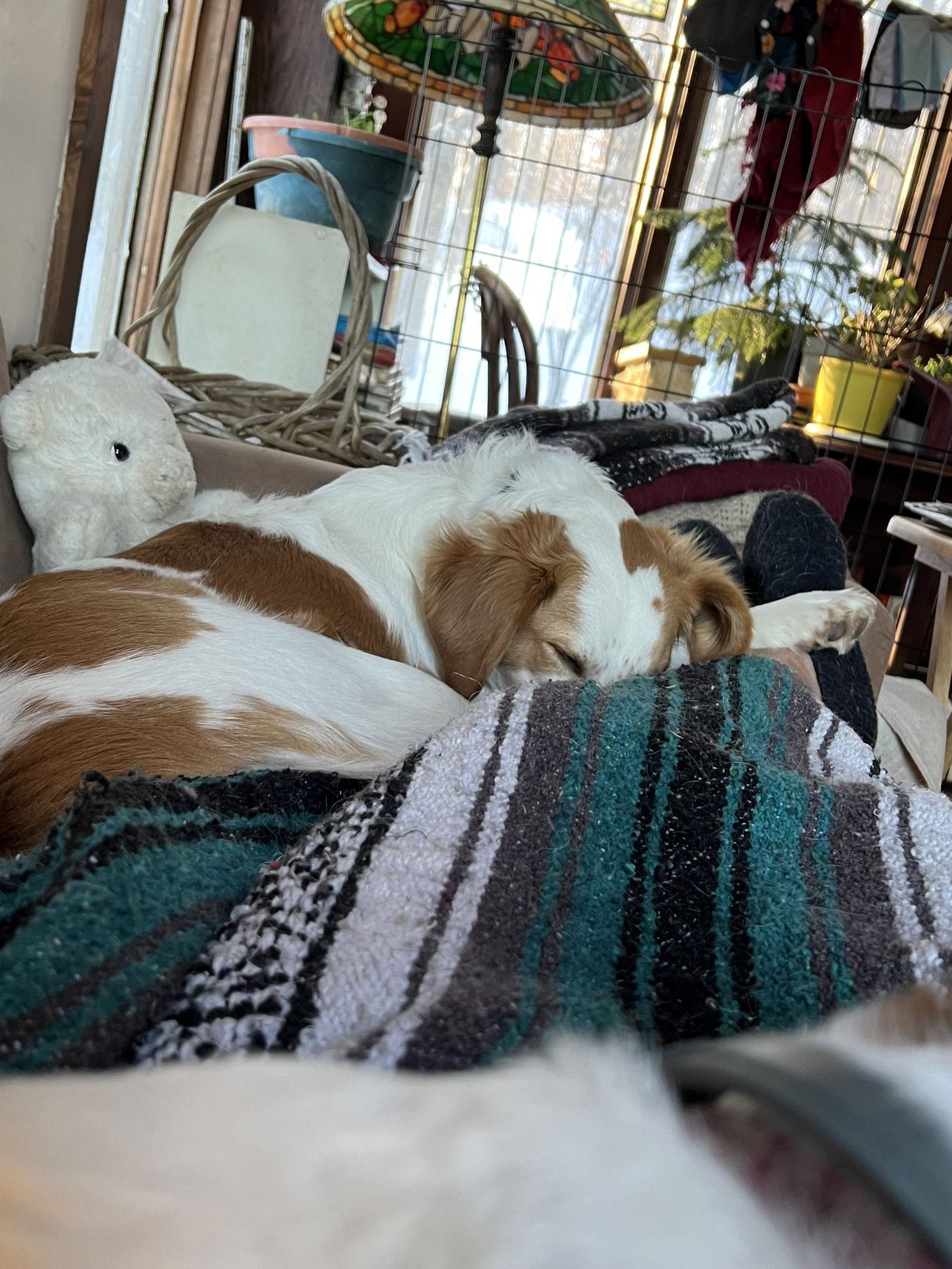 Enlarge Honey, a Adopted mixed breed in Montpelier, VT image 2/3