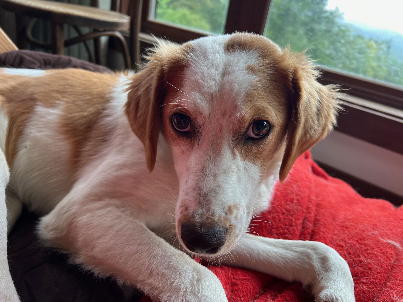 Enlarge Honey, a Adopted mixed breed in Montpelier, VT image 3/3