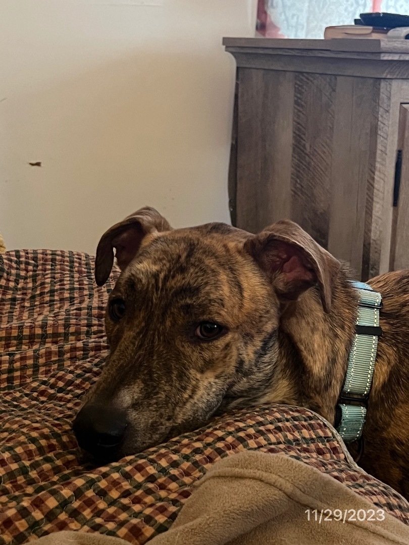 Enlarge Nikki, a Adoptable mixed breed in Temple, TX image 2/6