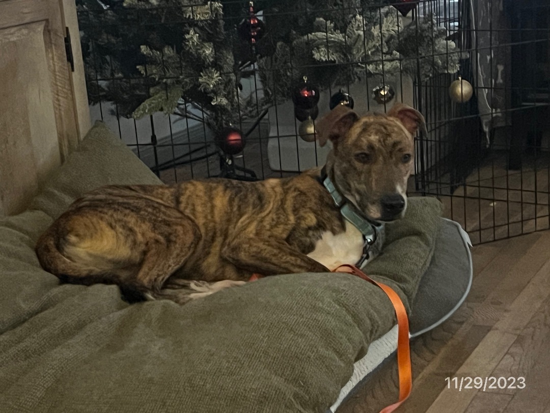 Enlarge Nikki, a Adoptable mixed breed in Temple, TX image 6/6