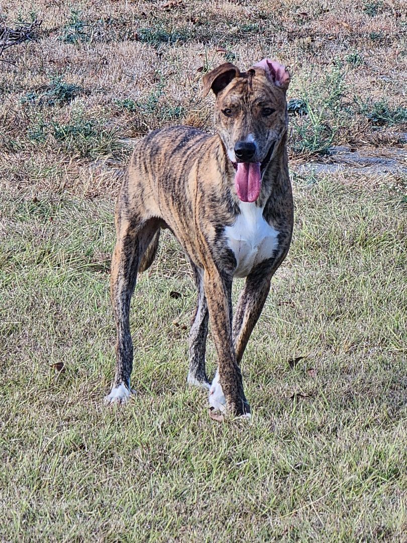 Enlarge Nikki, a Adoptable mixed breed in Temple, TX image 1/6
