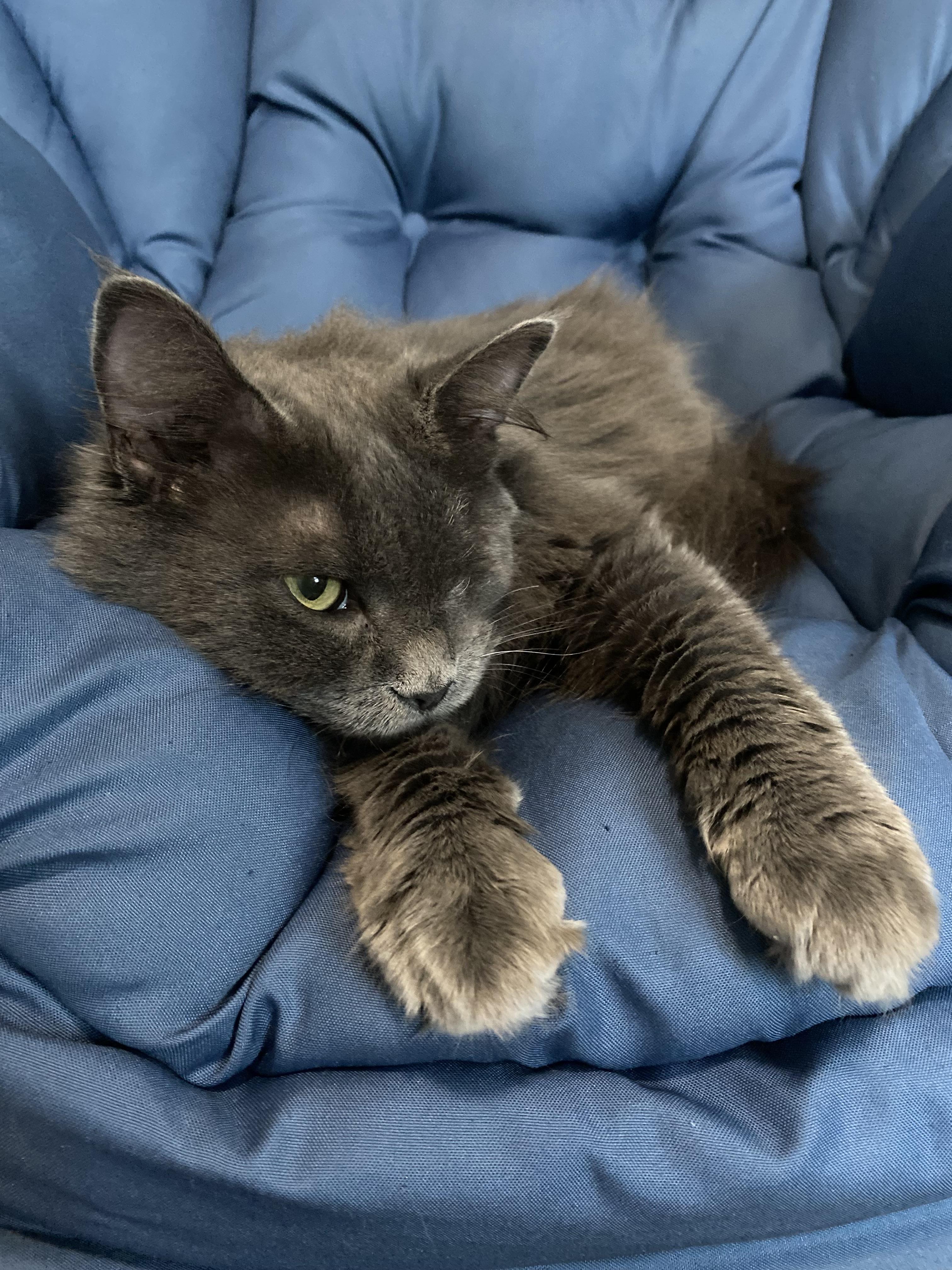Andi