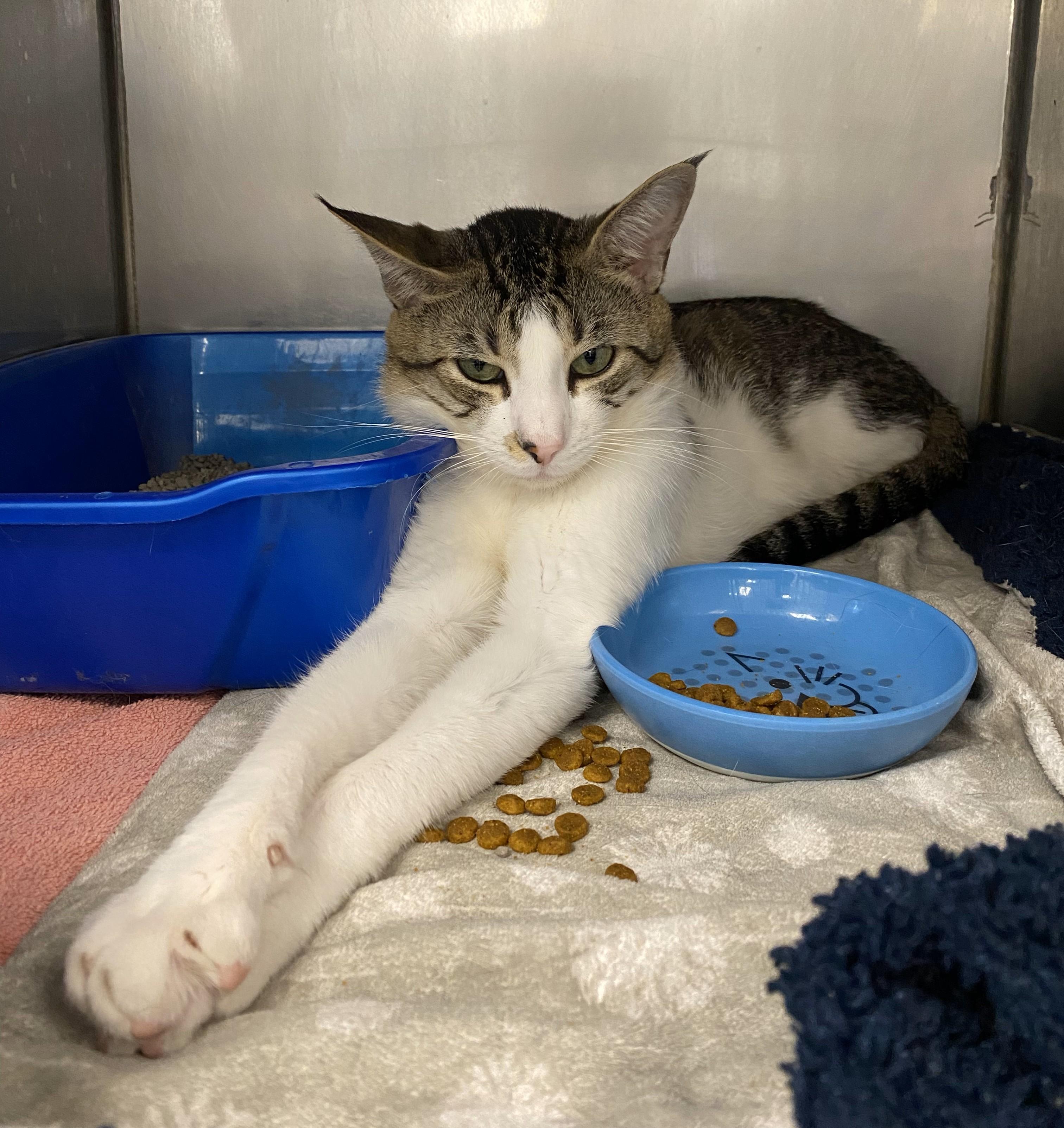 Squilliam Fancyson, an adoptable Domestic Short Hair in Normal, IL_image-1