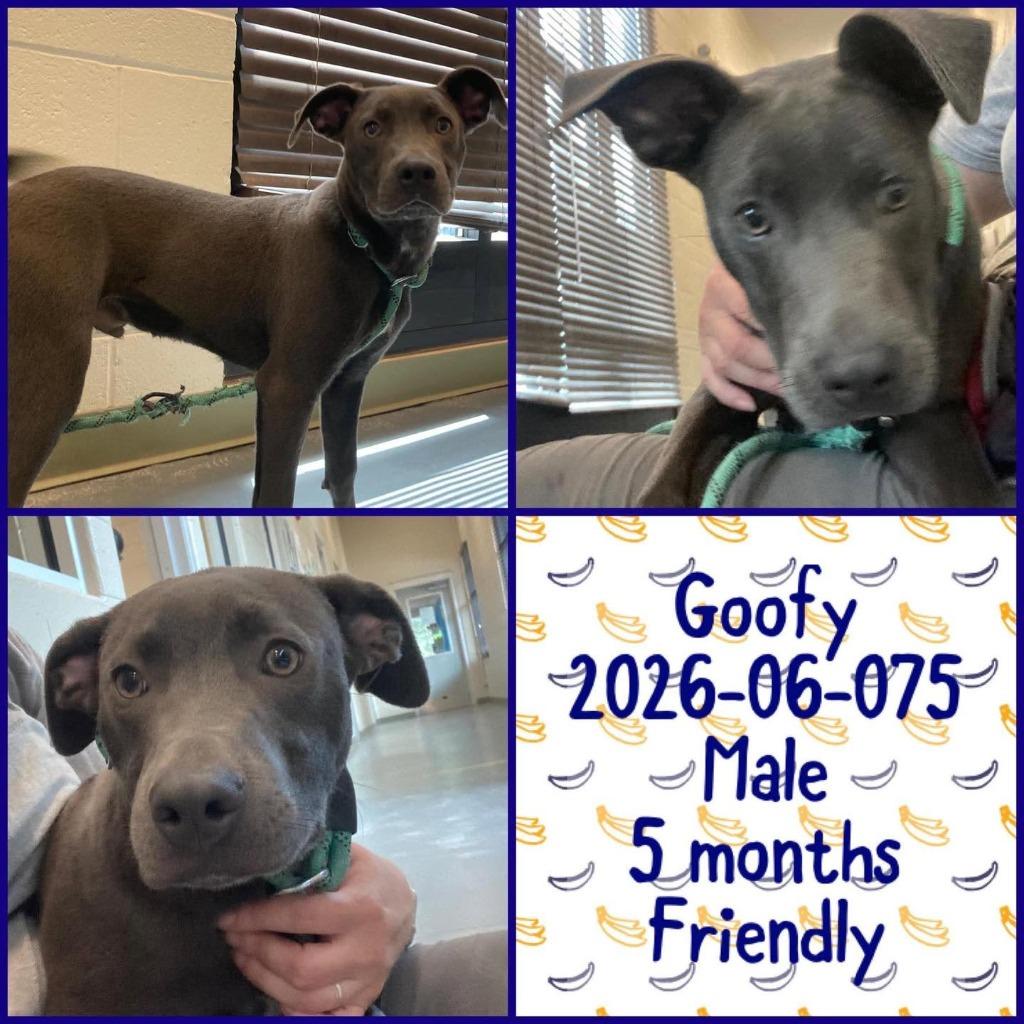 2026-06-075 *Goofy*, Adoptable, Puppy Male Pit Bull Terrier.