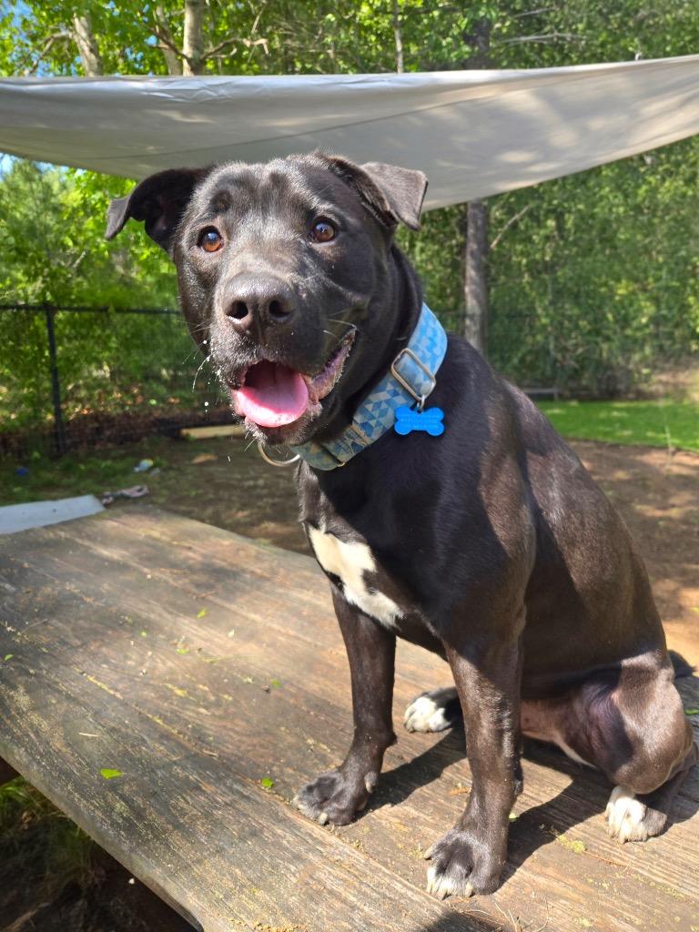 Rocco - LOCAL in MA, a Adoptable mixed breed in Princeton, MA image 2/6