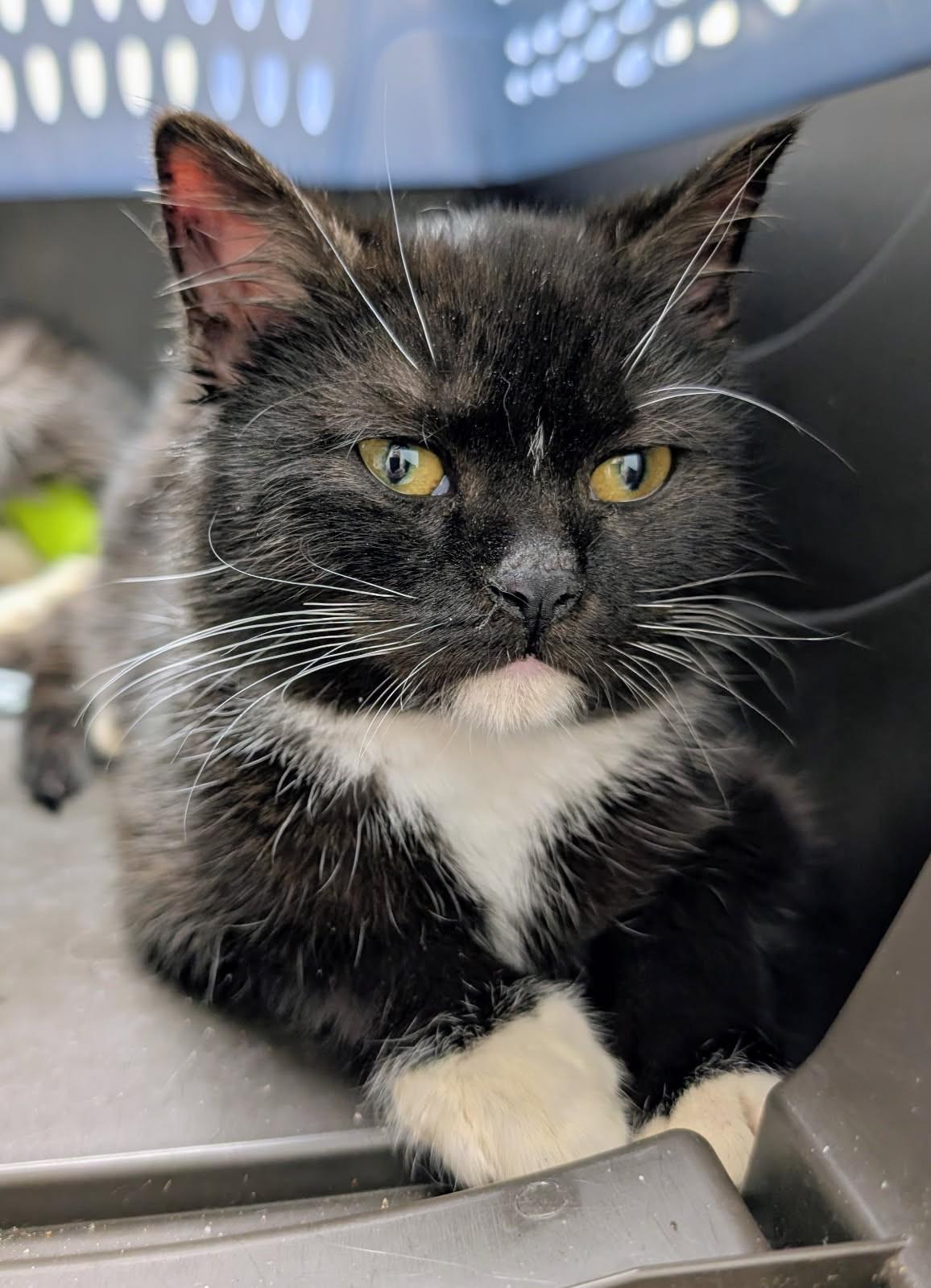 Enlarge Buttons, an adopted mixed breed in Ypsilanti, MI image 3/4