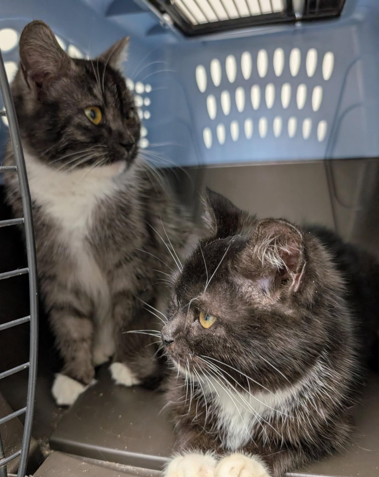 Enlarge Buttons, an adopted mixed breed in Ypsilanti, MI image 4/4