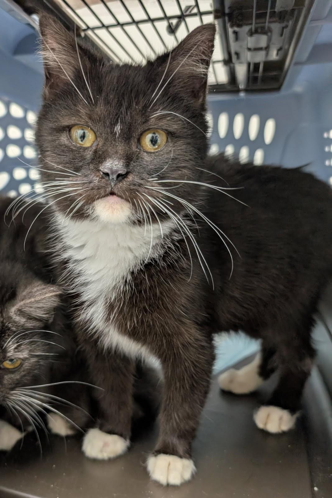 Buttons, adopted, Kitten Male Tuxedo.