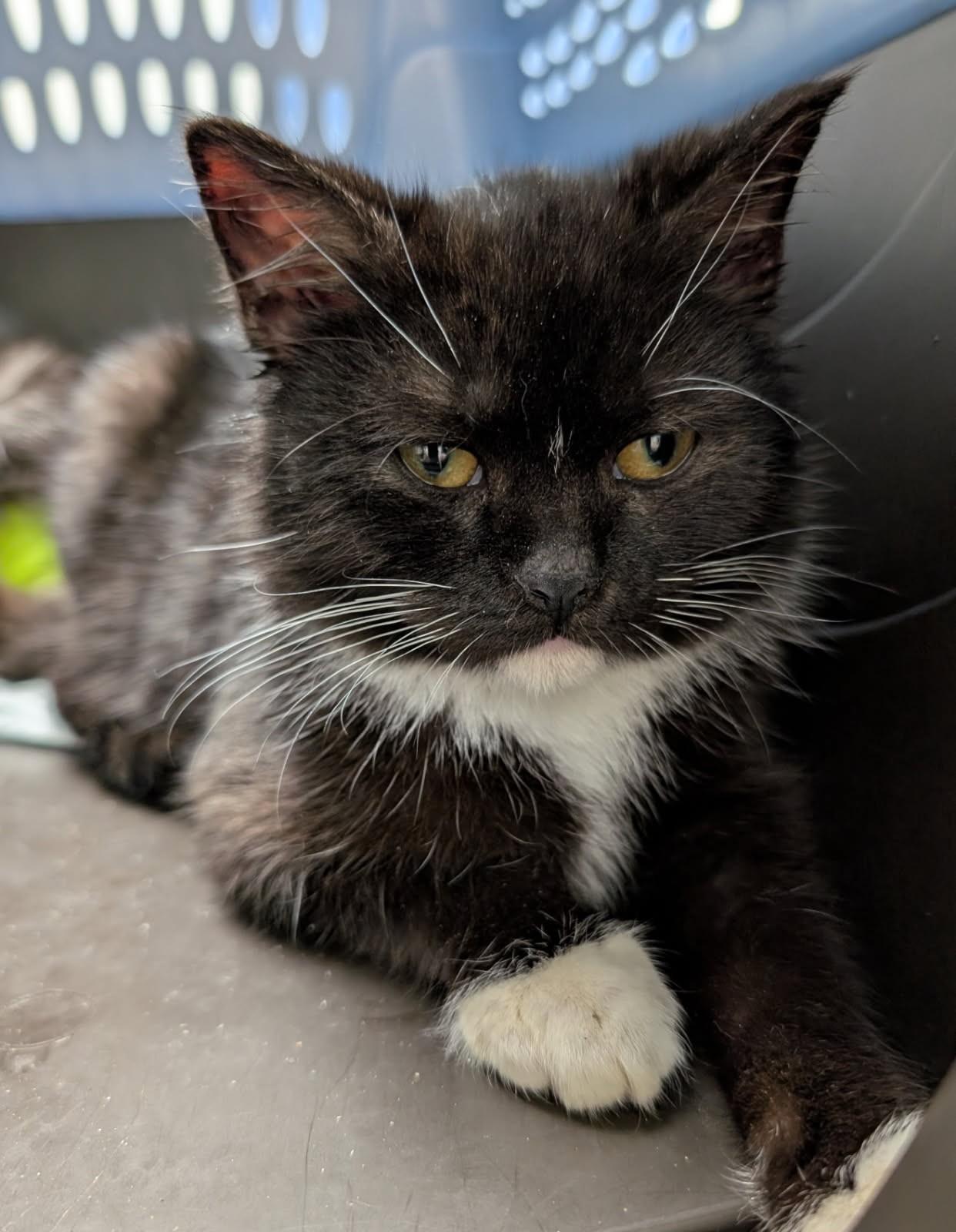 Enlarge Buttons, an adopted mixed breed in Ypsilanti, MI image 2/4