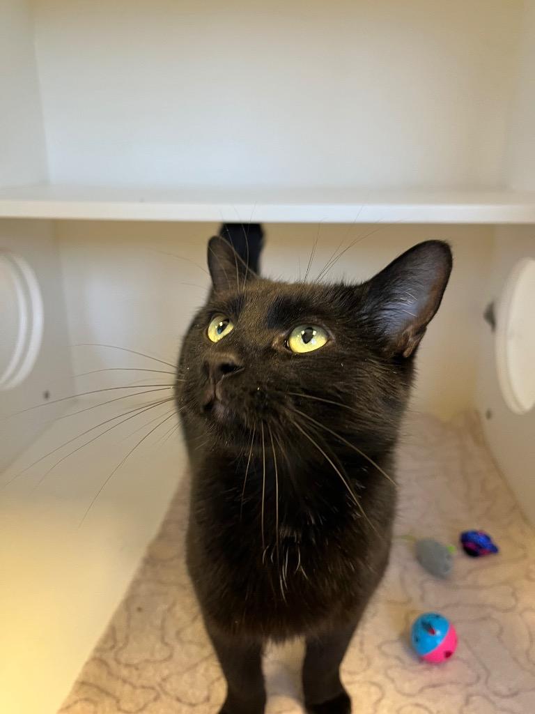 Jerald, a Adoptable mixed breed in Greenfield, IN image 1/2