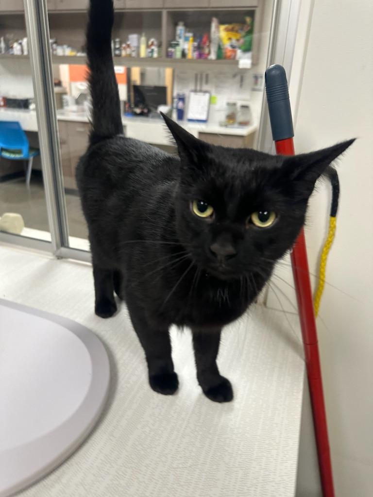 Jerald, a Adoptable mixed breed in Greenfield, IN image 2/2