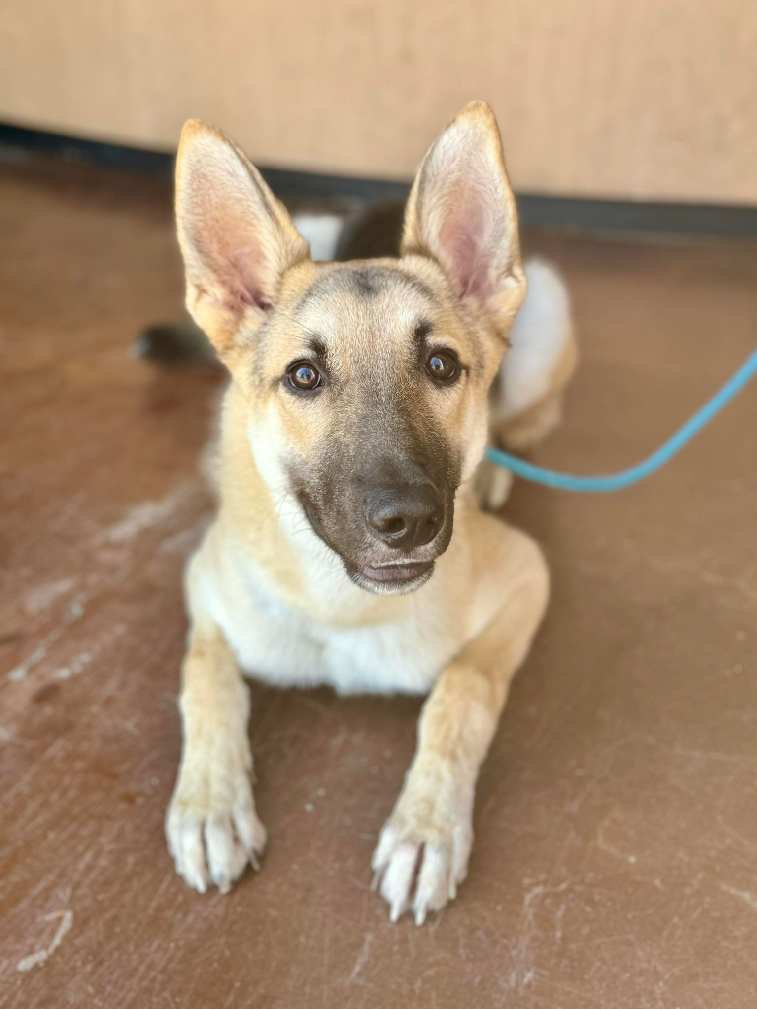 Harmony Bear, a Adoptable Shepherd in Visalia, CA image 2/6