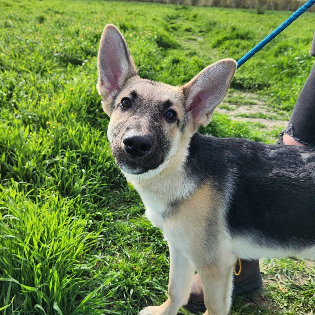 Harmony Bear, a Adoptable Shepherd in Visalia, CA image 5/6