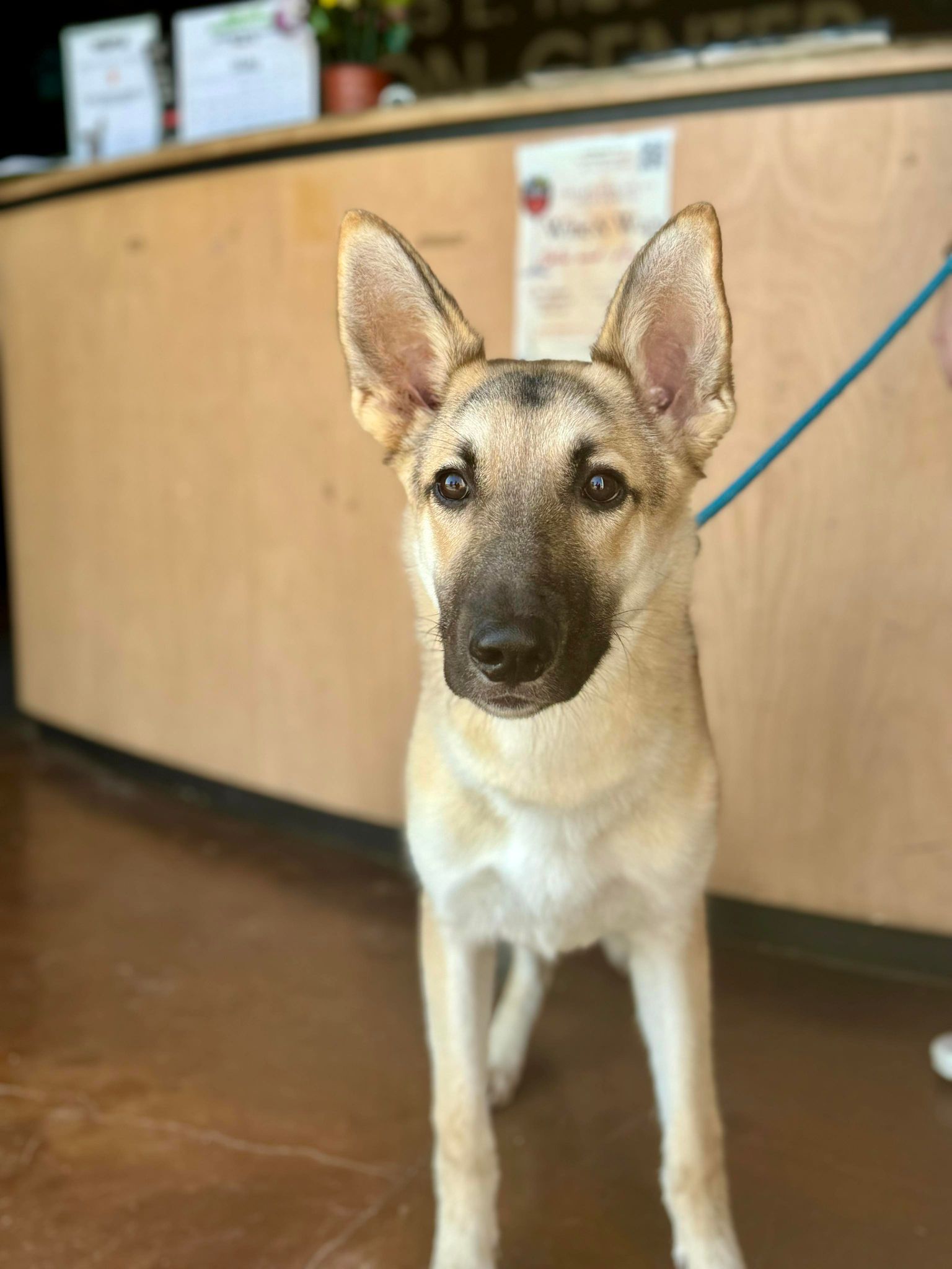 Harmony Bear, a Adoptable Shepherd in Visalia, CA image 4/6