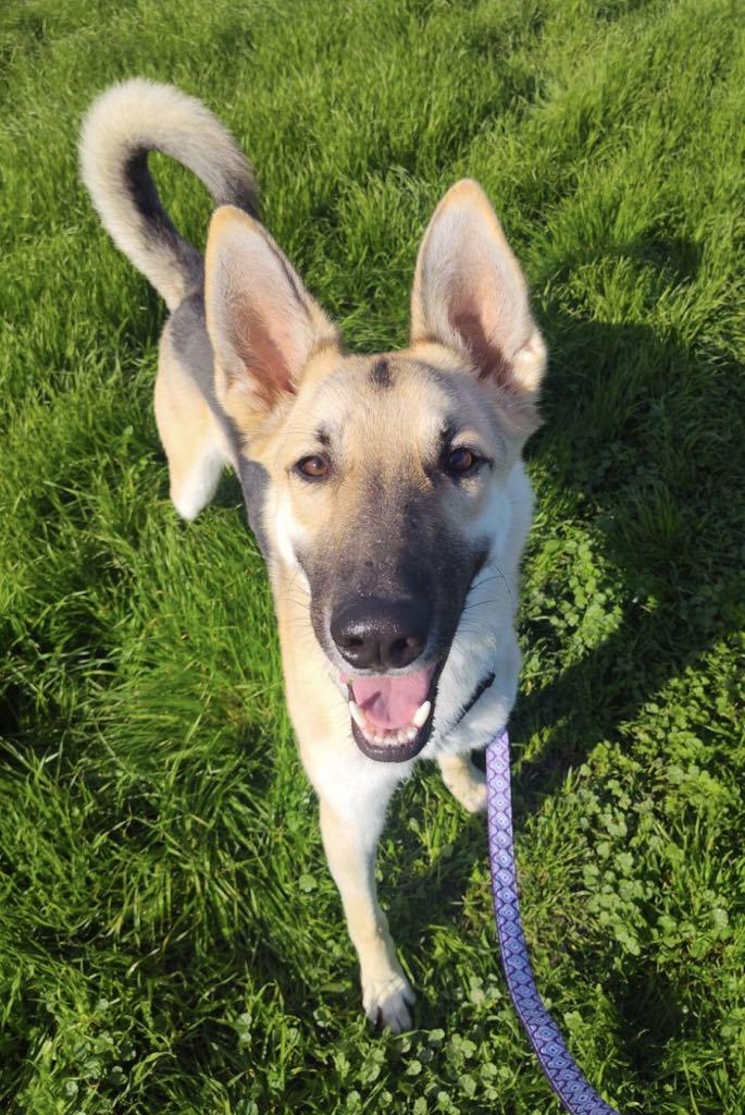 Harmony Bear, a Adoptable Shepherd in Visalia, CA image 1/6