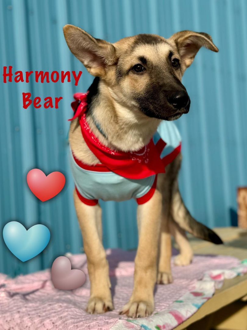 Harmony Bear, a Adoptable Shepherd in Visalia, CA image 6/6