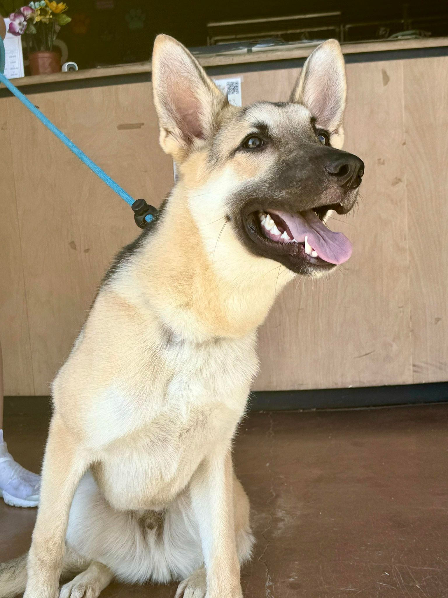 Harmony Bear, a Adoptable Shepherd in Visalia, CA image 3/6