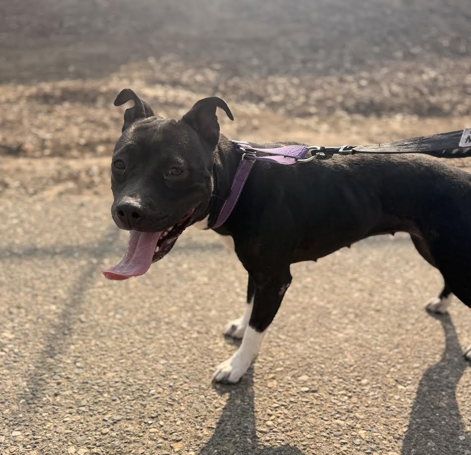 Enlarge Demi, a ADOPTABLE Pit Bull Terrier in Oakdale, CA image 1/2