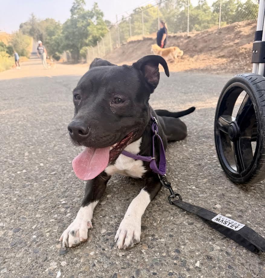 Enlarge Demi, a ADOPTABLE Pit Bull Terrier in Oakdale, CA image 2/2