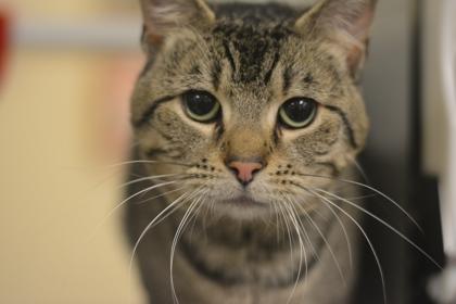 Enlarge JuJu, a Adoptable Domestic Short Hair in Fallston, MD image 1/3