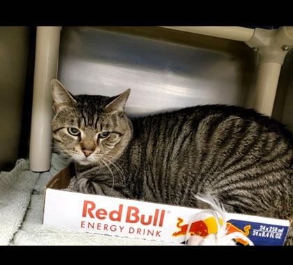 Enlarge JuJu, a Adoptable Domestic Short Hair in Fallston, MD image 2/3