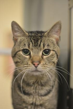 Enlarge JuJu, a Adoptable Domestic Short Hair in Fallston, MD image 3/3