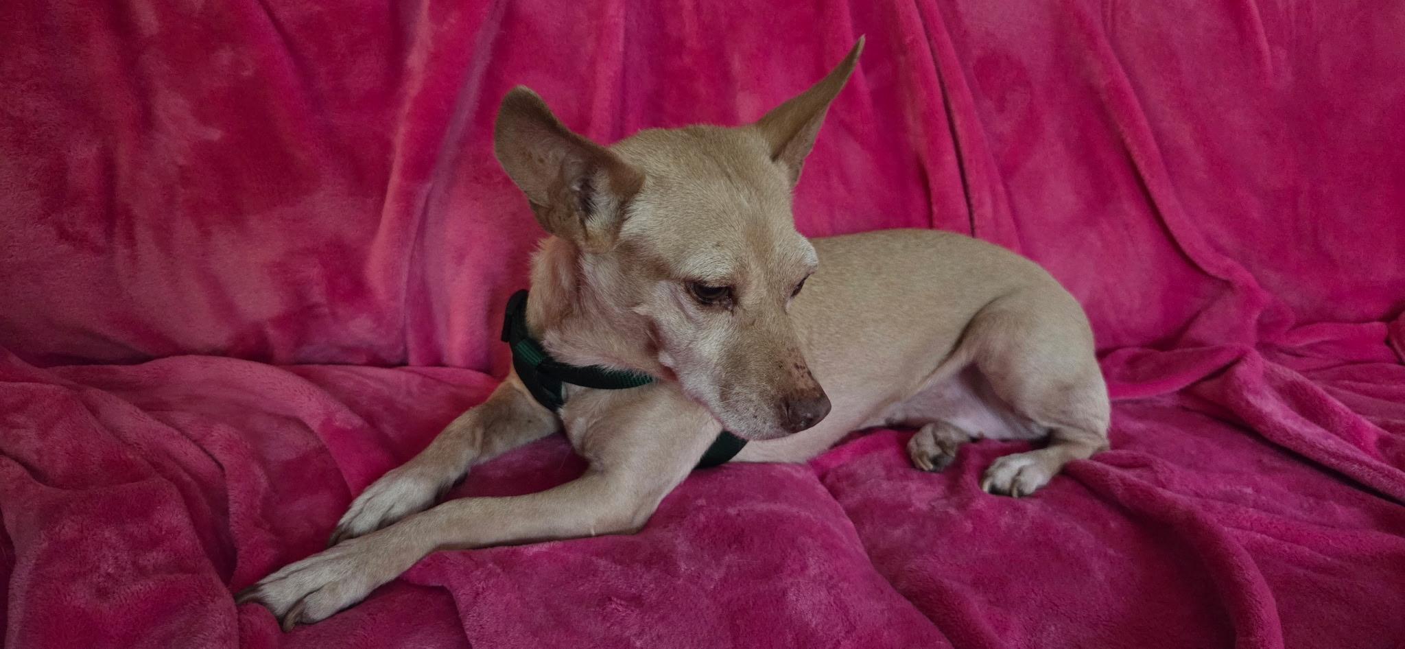 rosey, Adoptable, Adult Female Feist & Chihuahua.