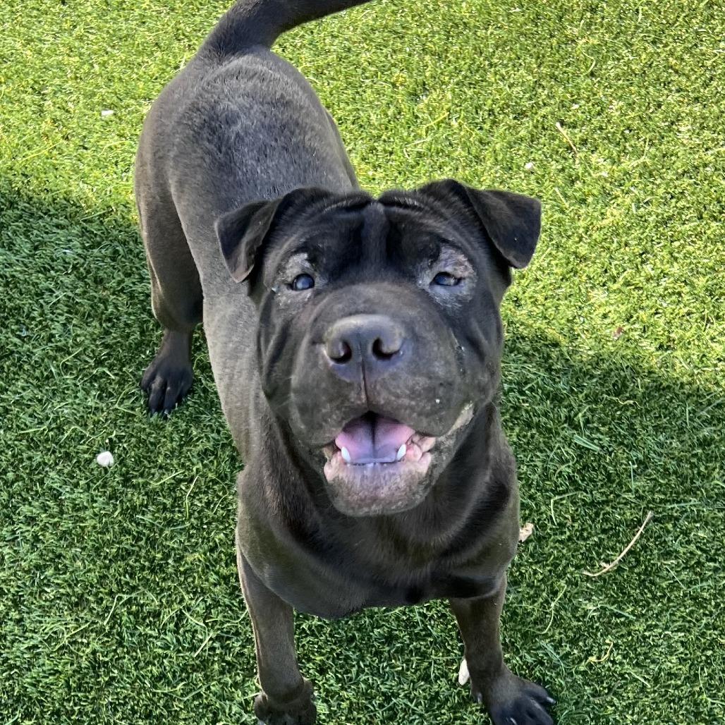 Marbles, Adoptable, Young Female Shar-Pei & Mixed Breed.