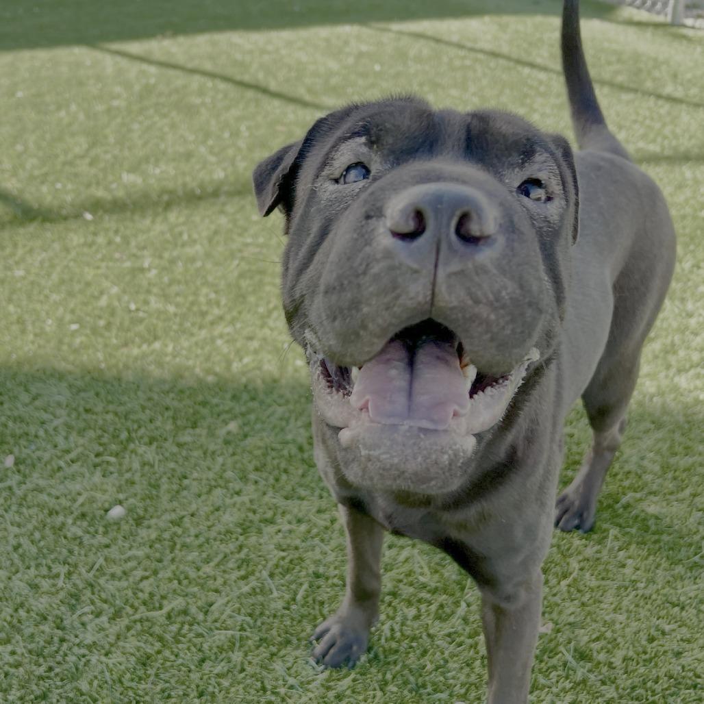 Marbles, Adoptable, Young Female Shar-Pei & Mixed Breed.