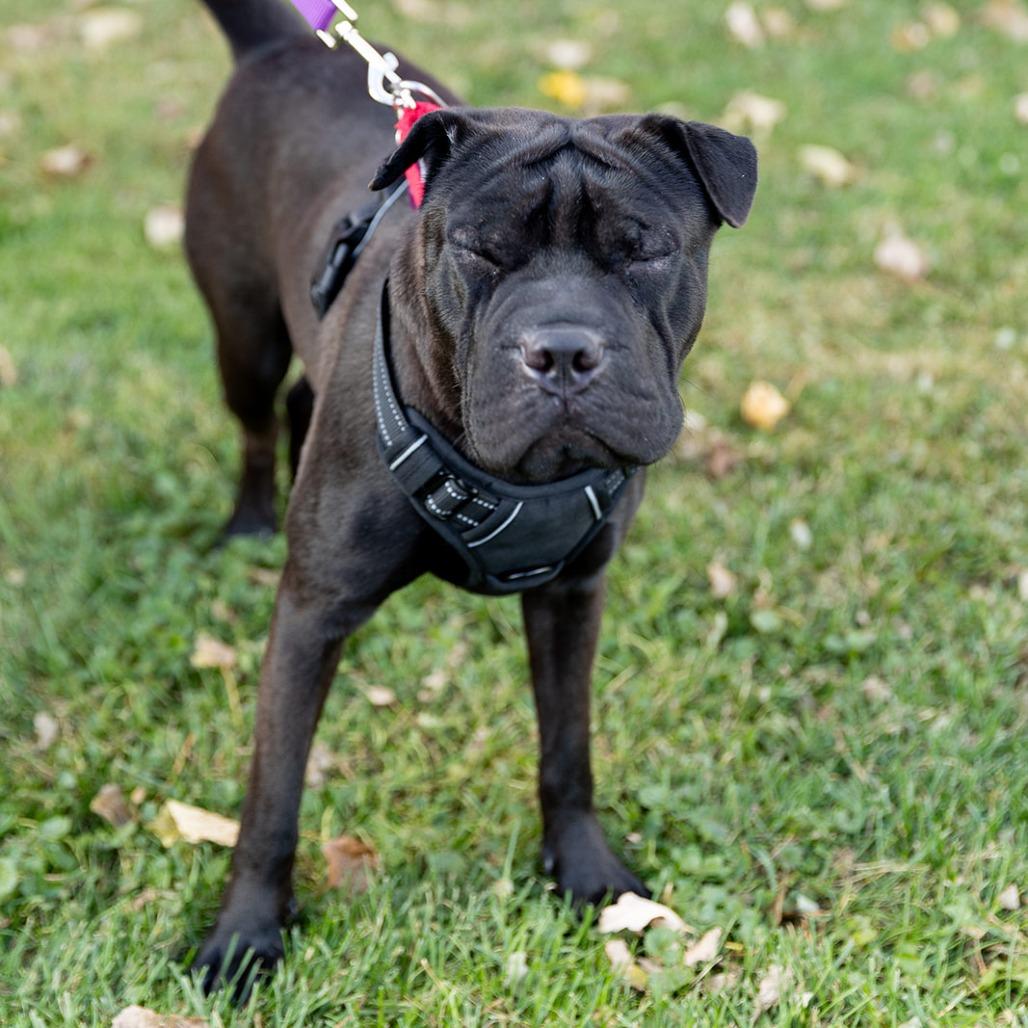 Enlarge Marbles, a Adoptable mixed breed in Chicago, IL image 2/4