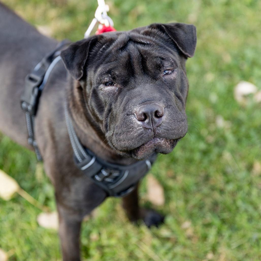 Enlarge Marbles, a Adoptable mixed breed in Chicago, IL image 3/4