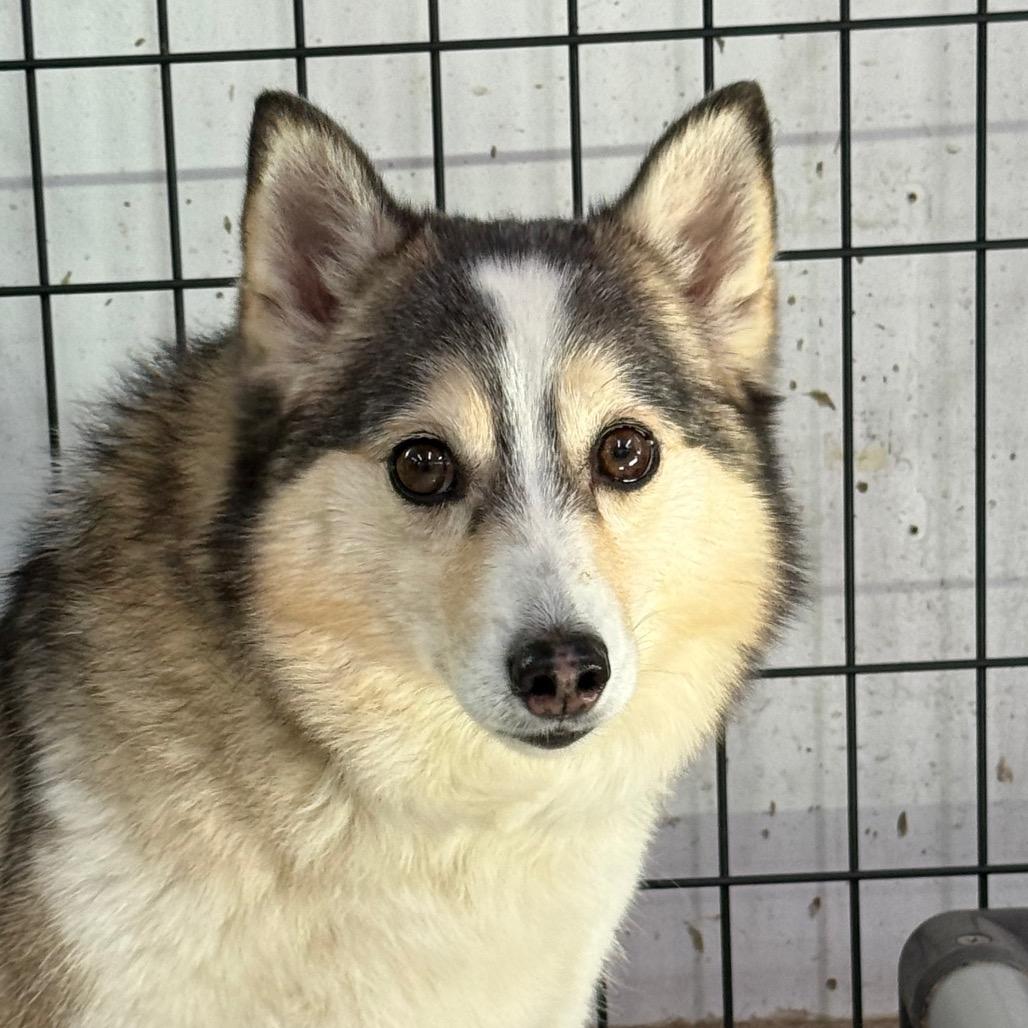 Enlarge LILAC, a Adoptable mixed breed in Union City, PA image 2/4