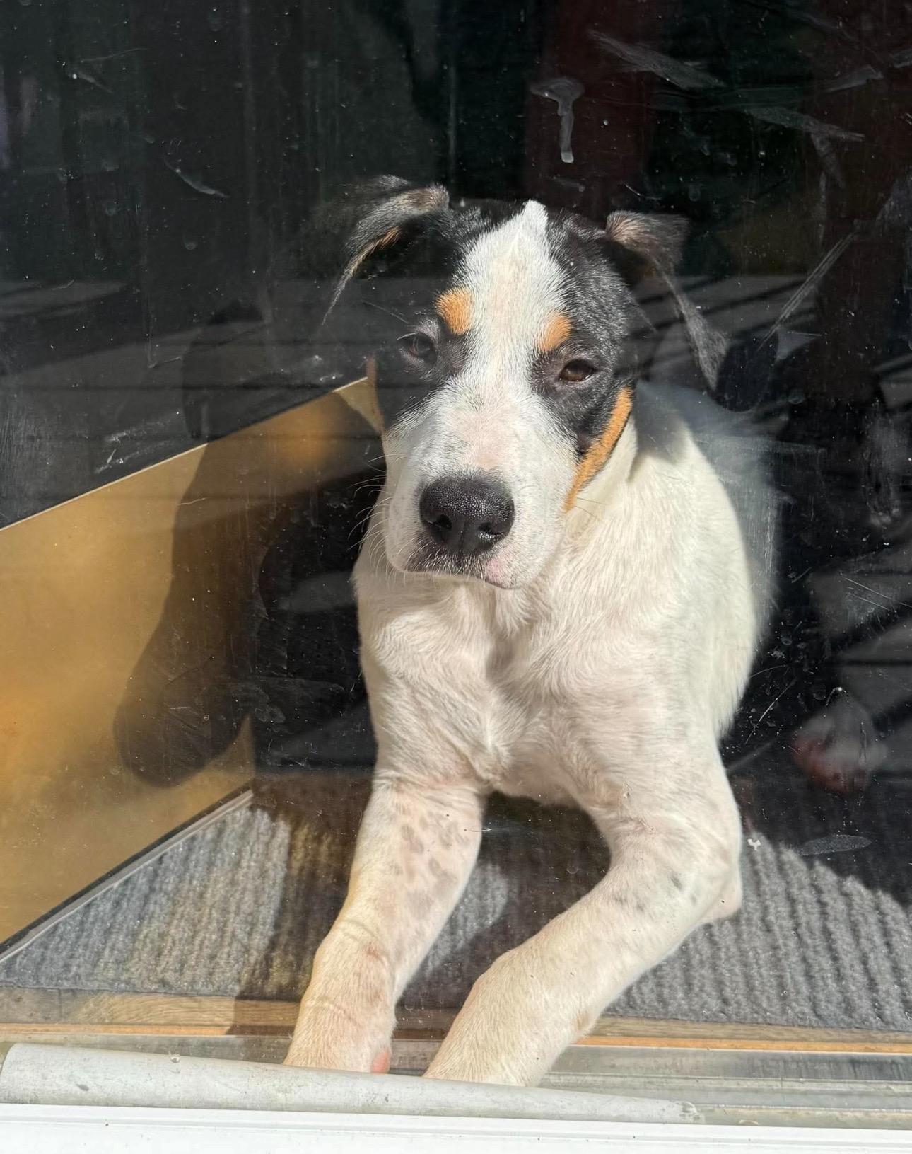 Lola, adopted, Puppy Female Hound.